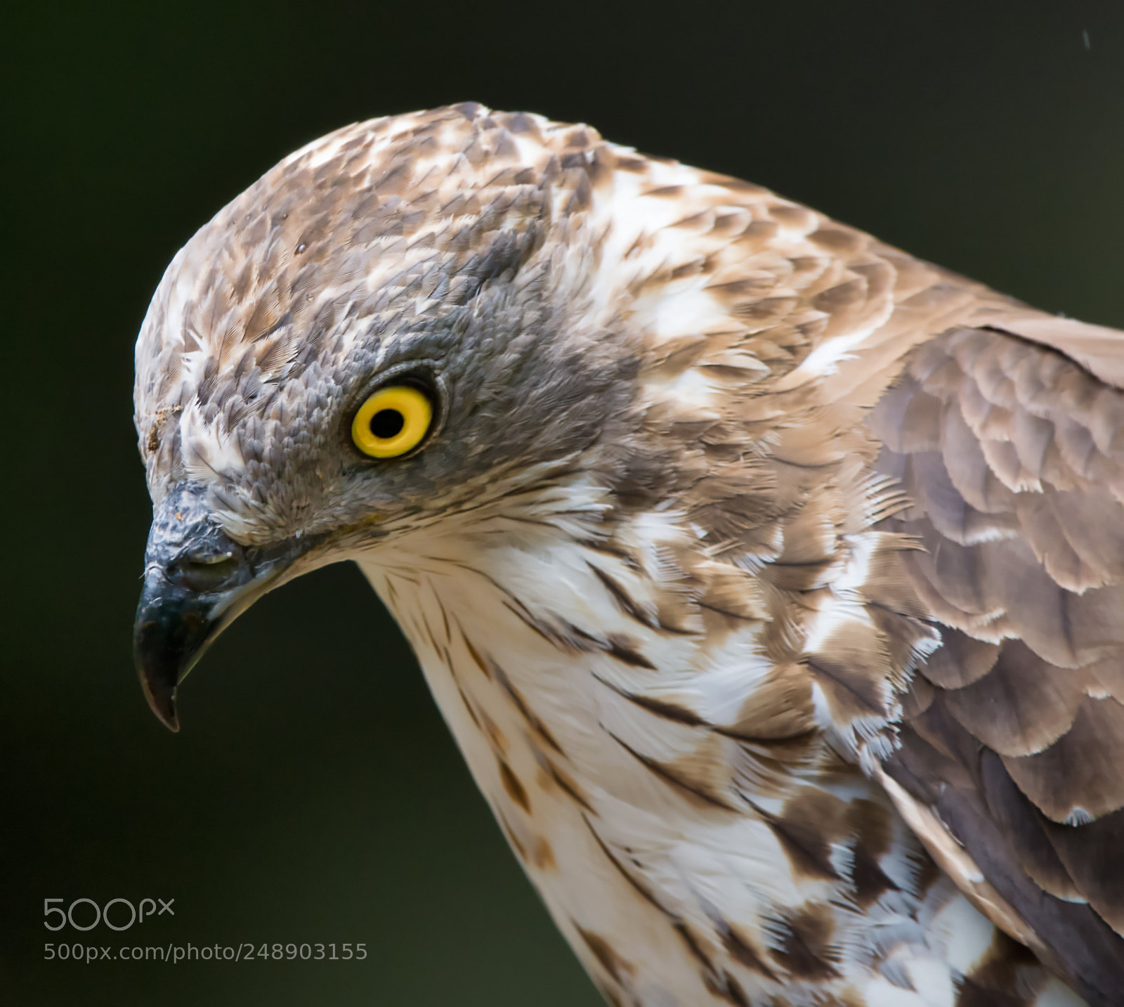 Nikon D7100 sample photo. Honey buzzard's watchful eye photography