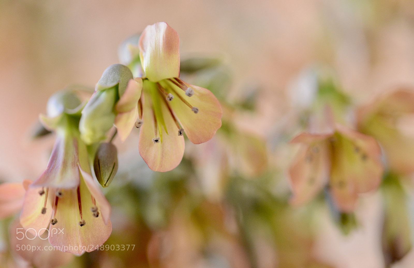 Nikon D7100 sample photo. Flowers photography