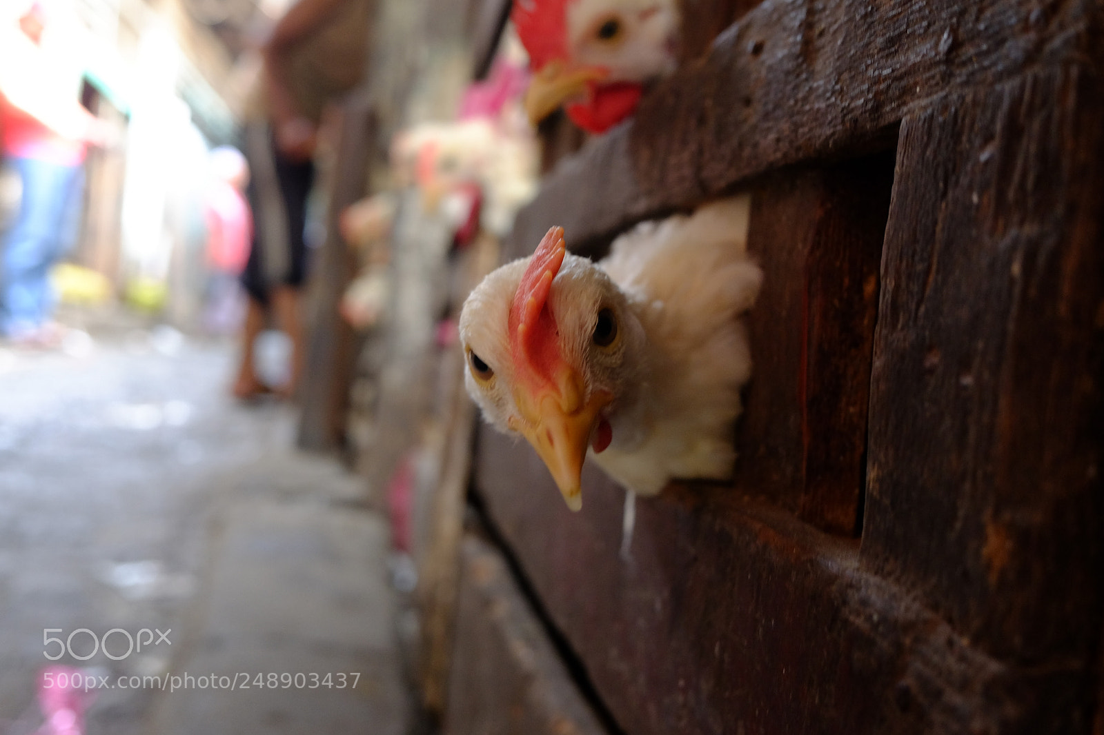 Fujifilm X70 sample photo. Untitled photography