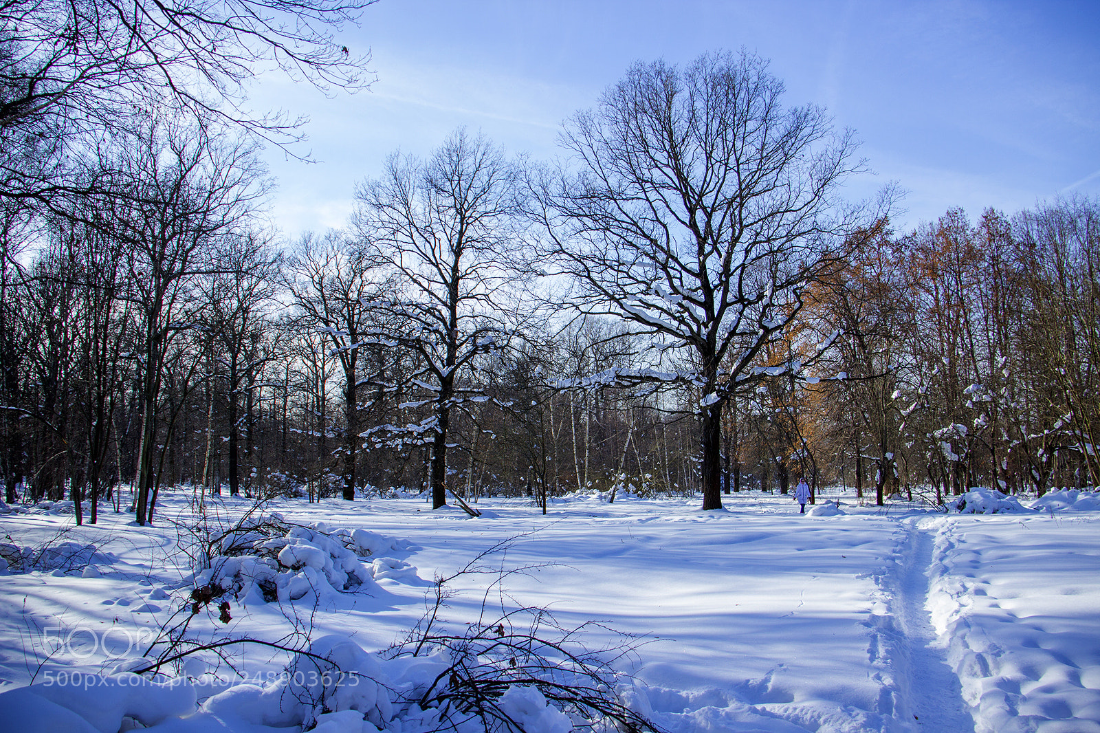 Canon EOS 600D (Rebel EOS T3i / EOS Kiss X5) sample photo. Winter park photography