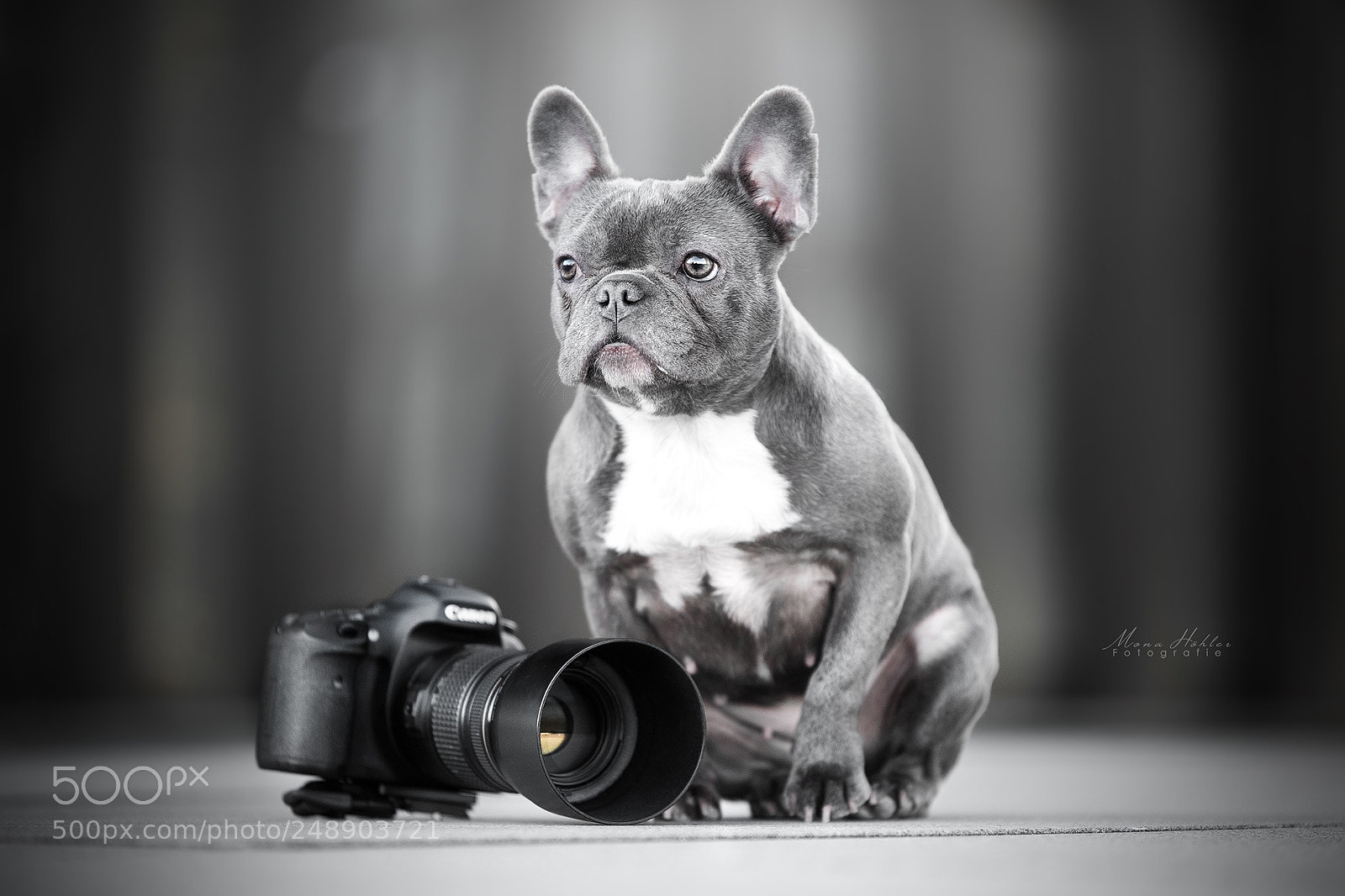 Nikon D3 sample photo. Little photographer photography