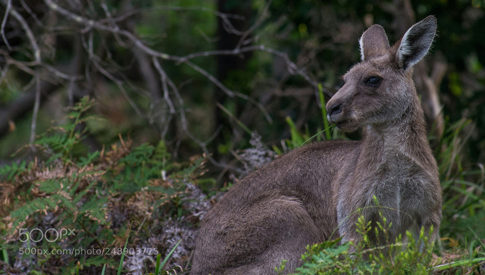 Nikon D610 sample photo. Kangaroo photography