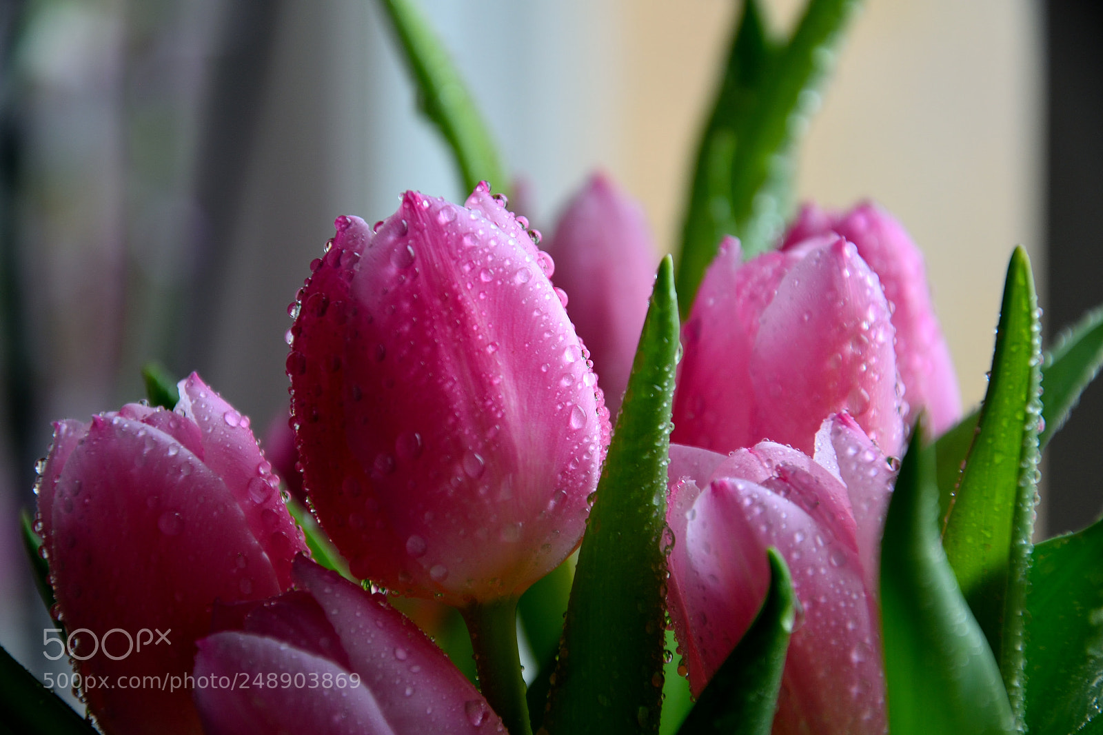 Nikon D3300 sample photo. Pink tulips photography