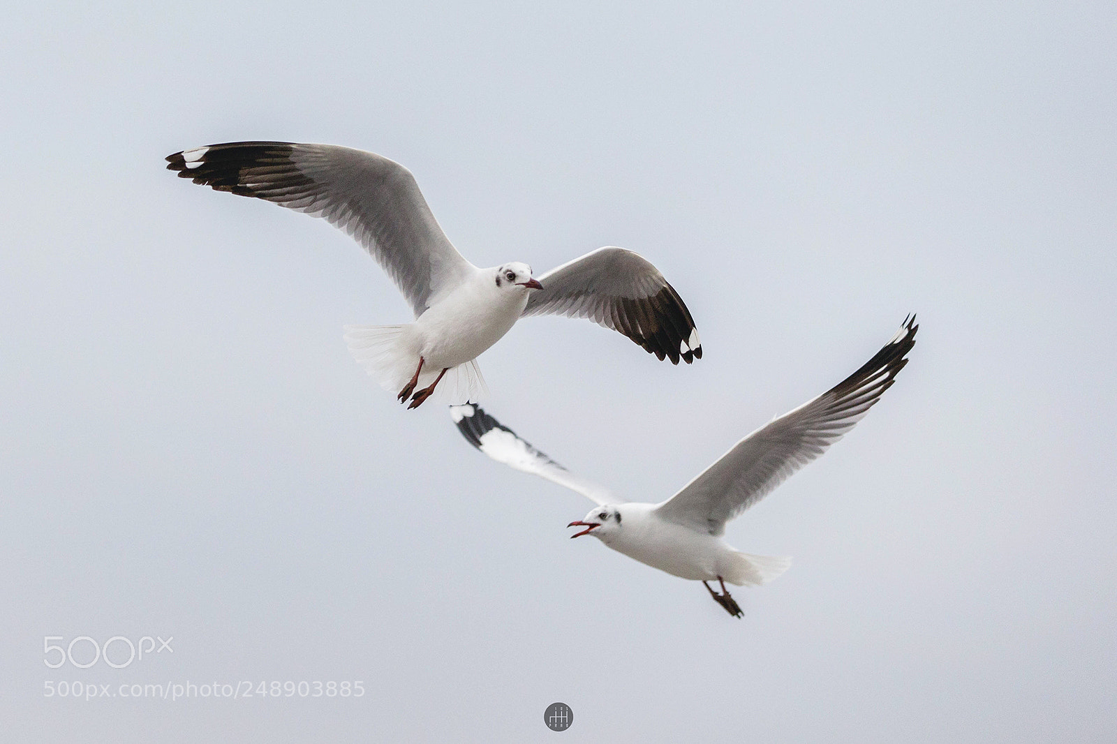 Canon EOS-1D X sample photo. Gull at bangpu, thailand photography