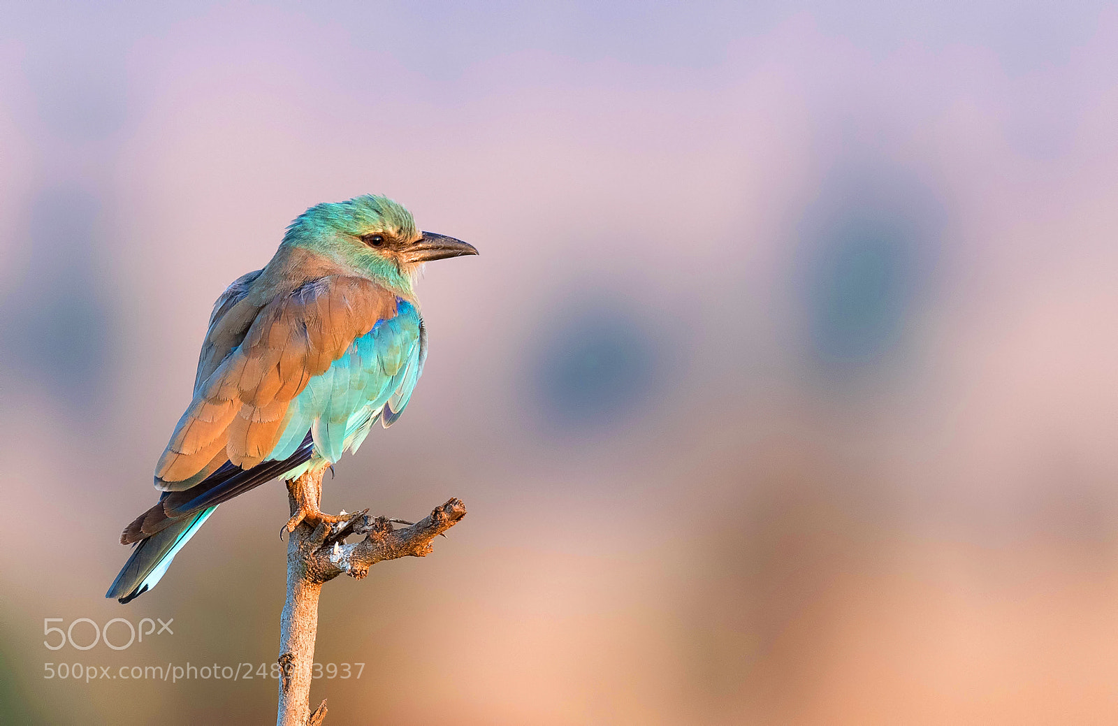 Nikon D500 sample photo. European roller at dawn photography