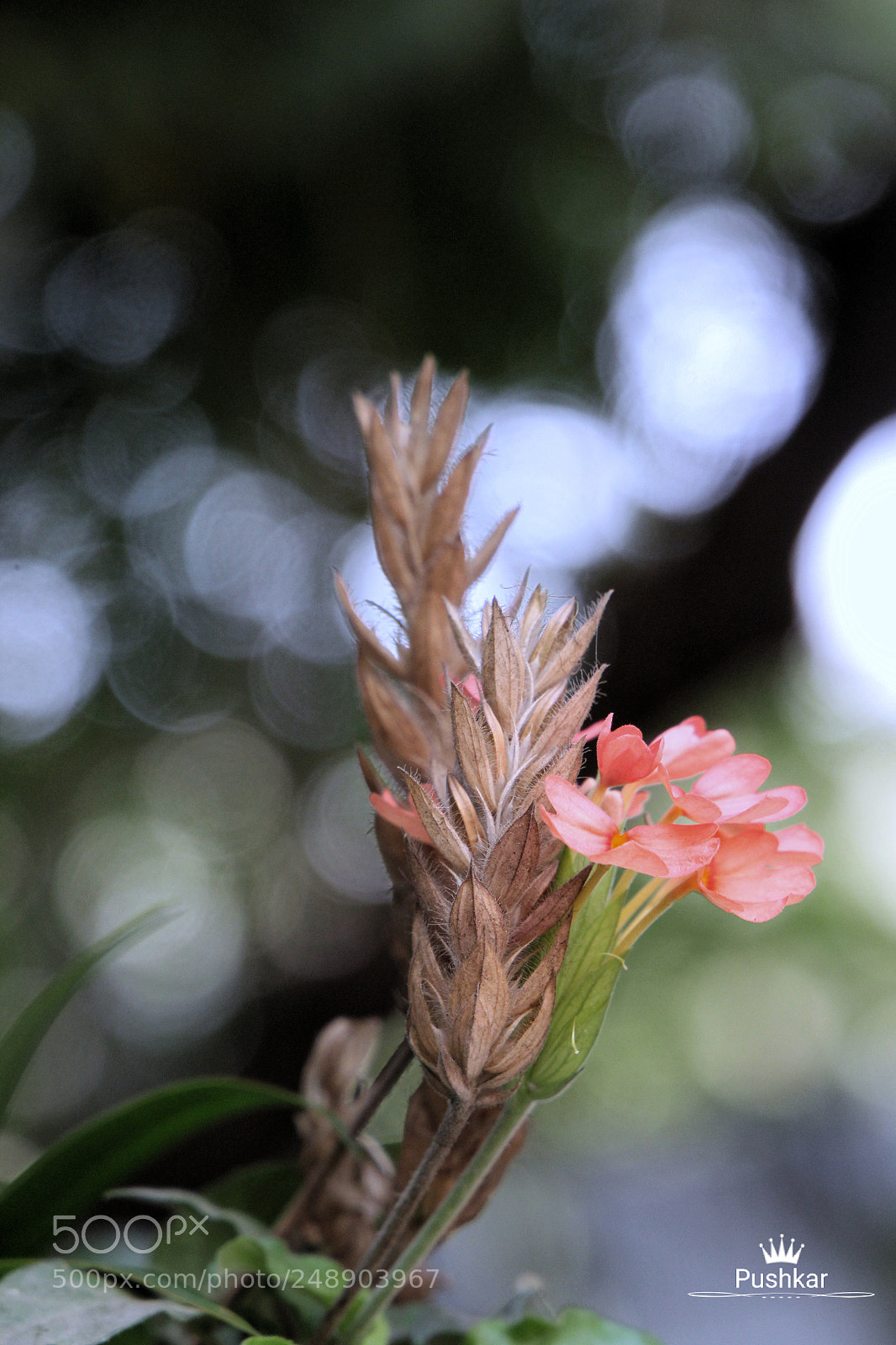 Canon EOS 1200D (EOS Rebel T5 / EOS Kiss X70 / EOS Hi) sample photo. Flower photography