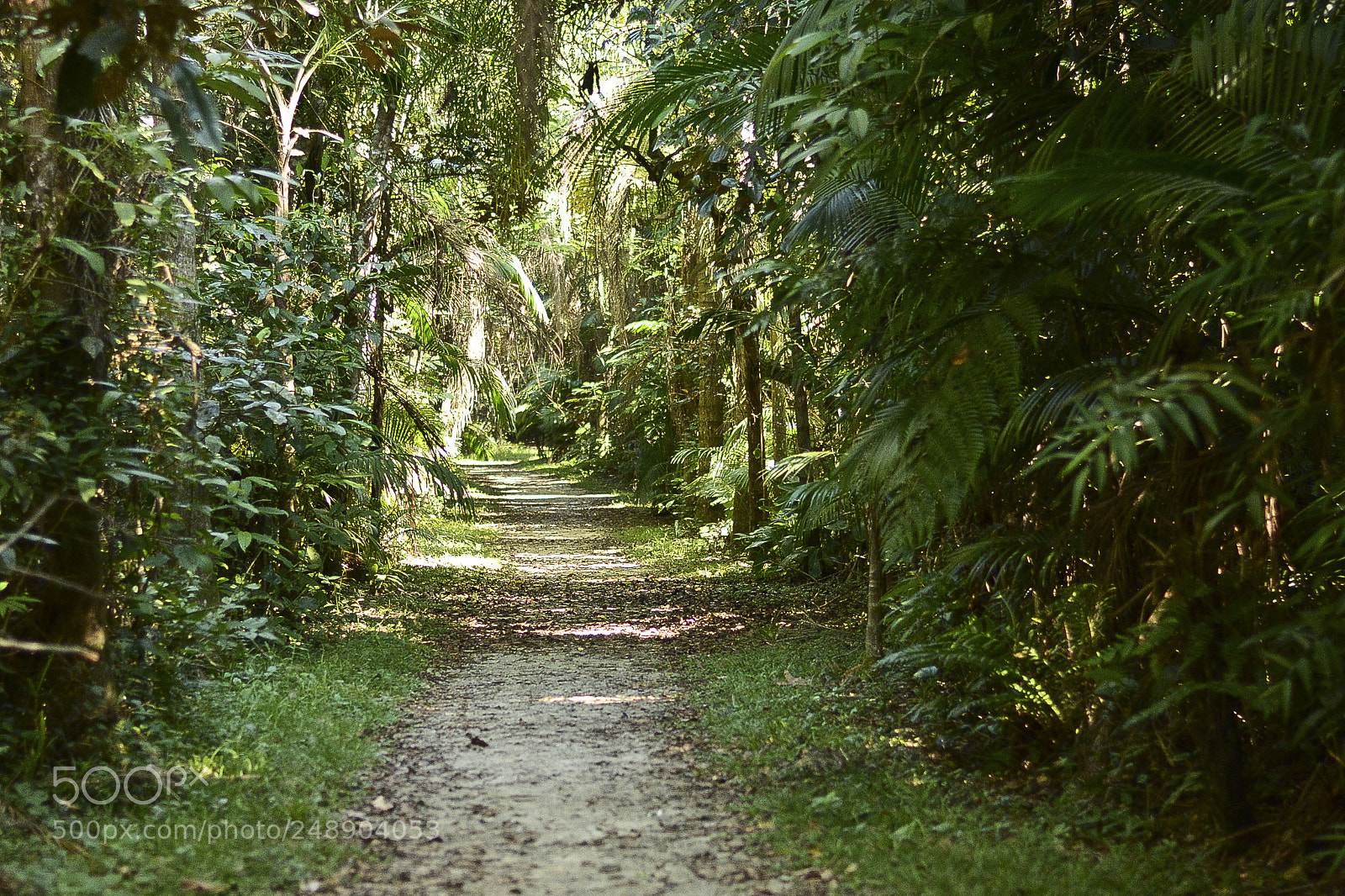 Nikon D7100 sample photo. Sempre haver bons caminhos photography