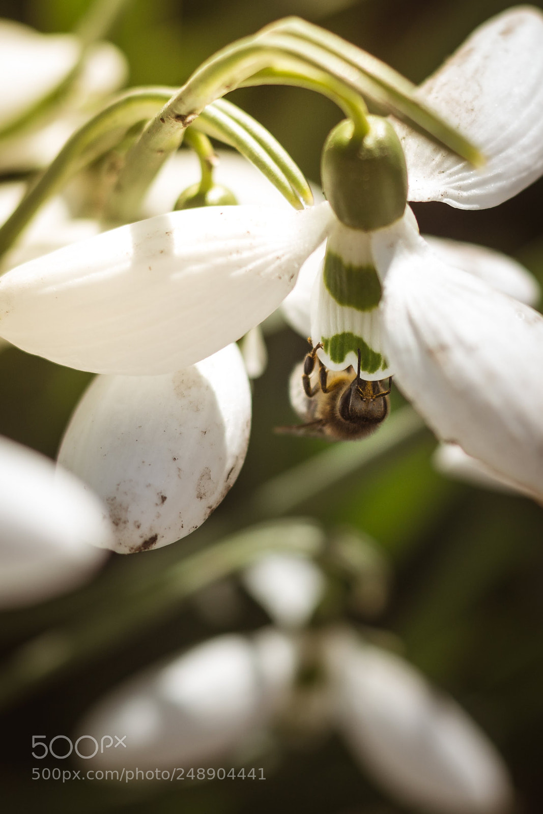 Canon EOS 700D (EOS Rebel T5i / EOS Kiss X7i) sample photo. Hello, spring! photography