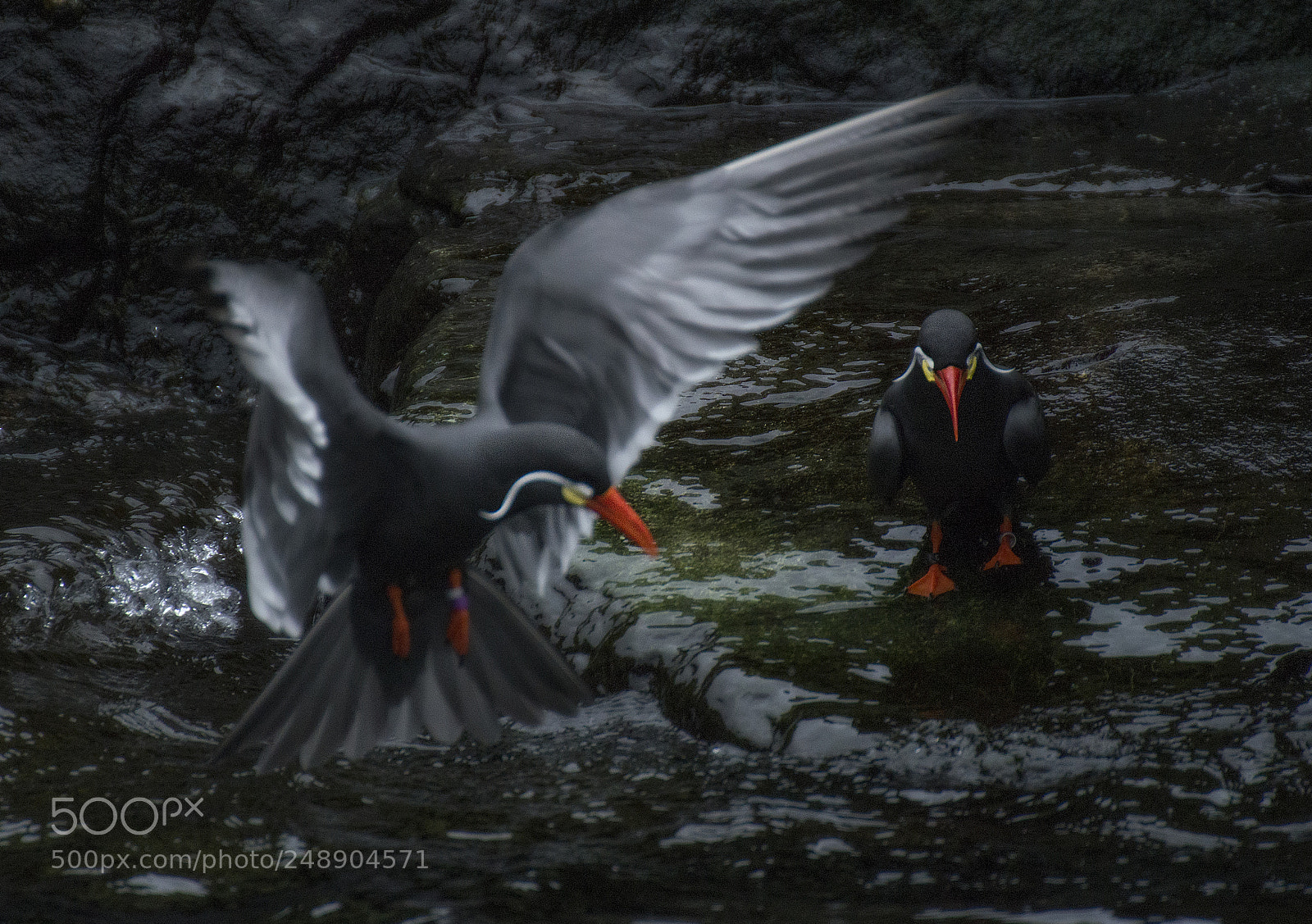 Nikon D610 sample photo. Inca terns photography