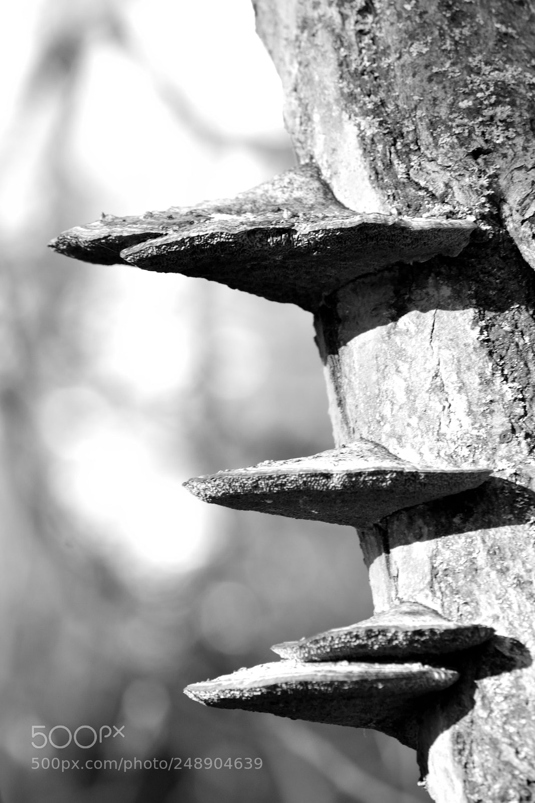 Nikon D3100 sample photo. Almost next generation treehouses photography