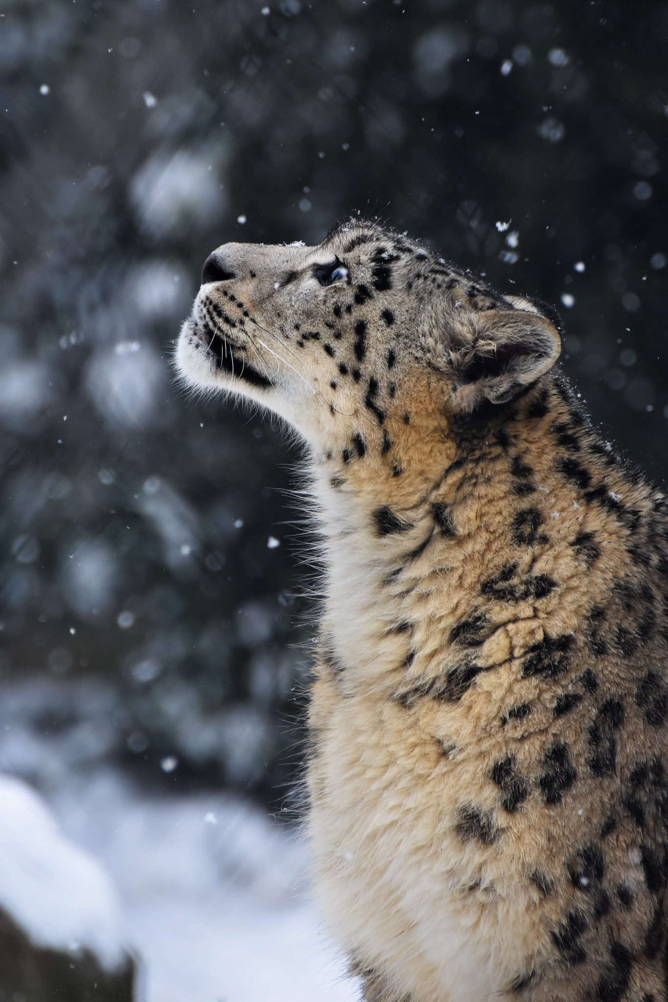 Nikon D3400 sample photo. Snow leopard photography