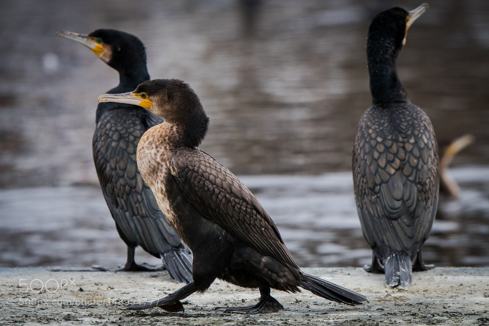 Canon EOS 80D sample photo. Cormorants photography