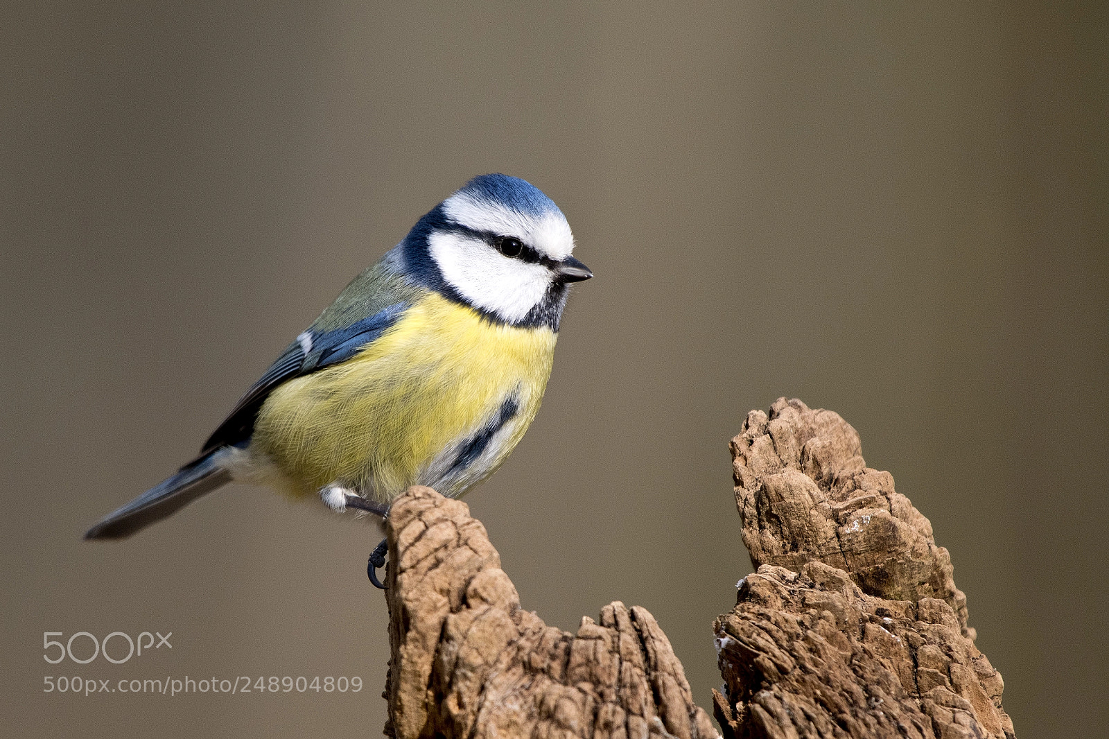Nikon D500 sample photo. Blue tit photography