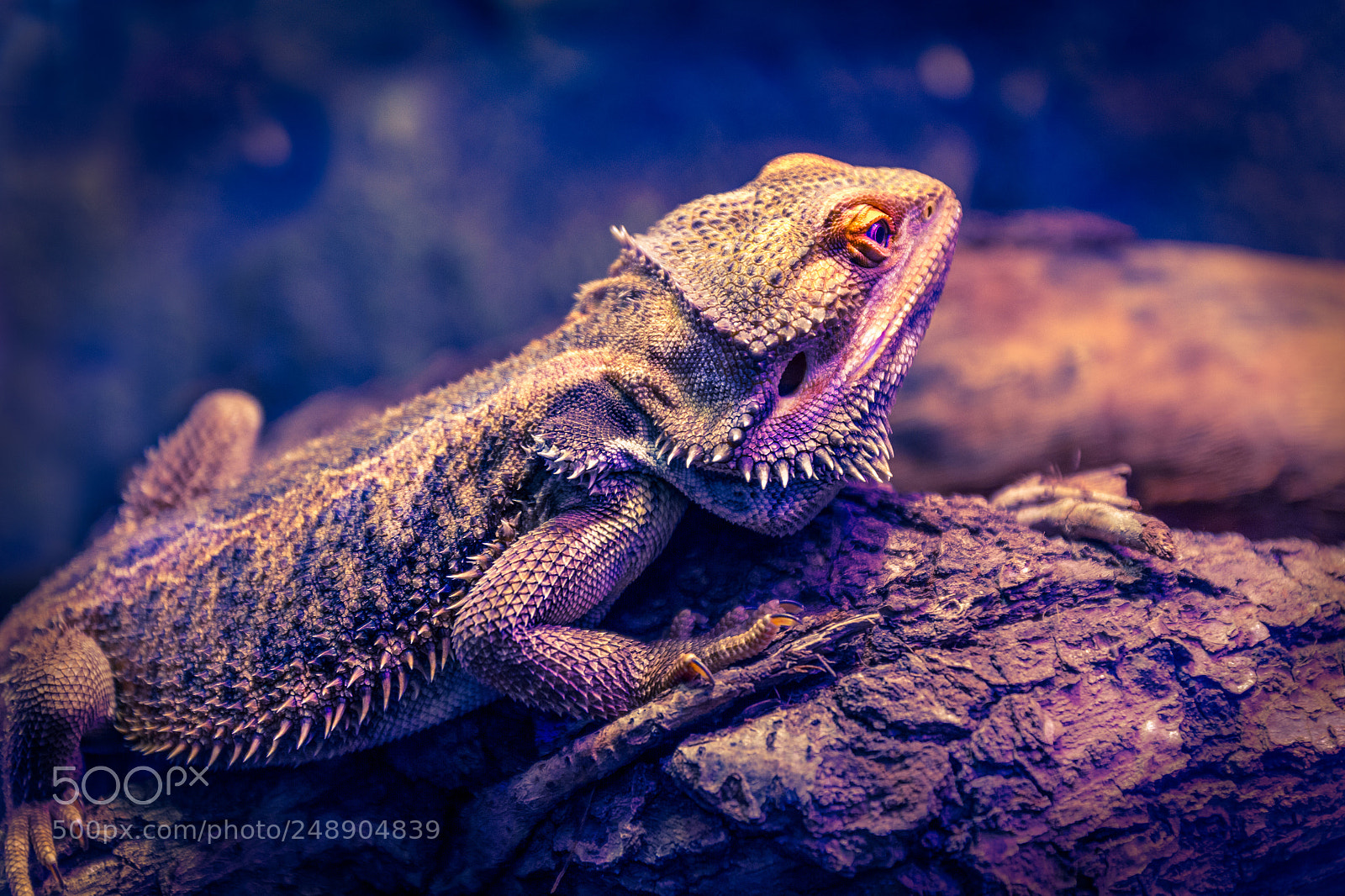 Canon EOS 7D sample photo. Creature photography