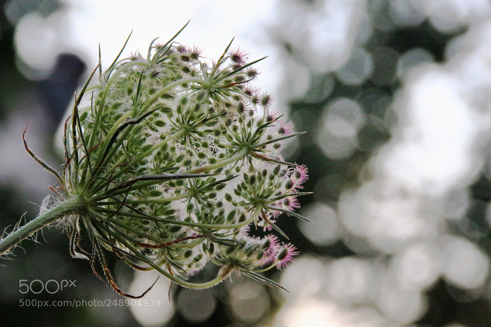 Canon EOS 100D (EOS Rebel SL1 / EOS Kiss X7) sample photo. (wild flowers) photography