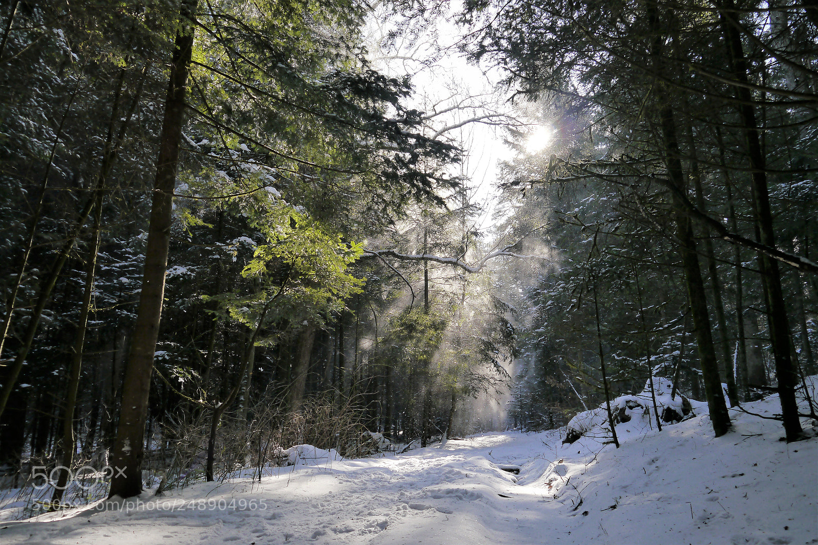 Panasonic Lumix DMC-G5 sample photo. Forest photography