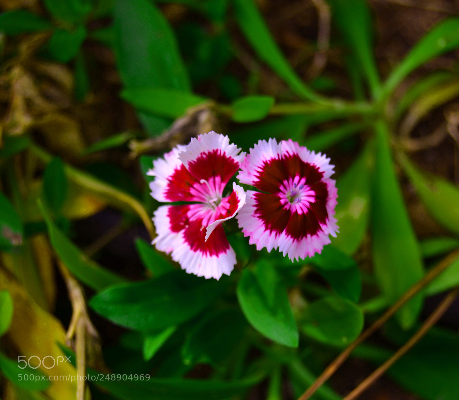 Nikon D3100 sample photo. Flores photography