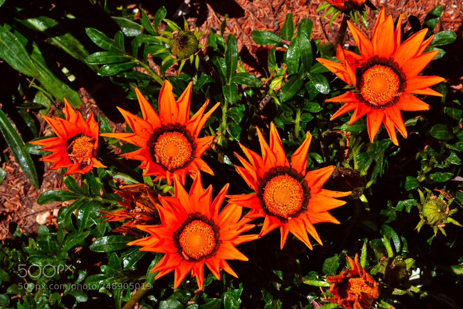 Nikon D3100 sample photo. Flores photography