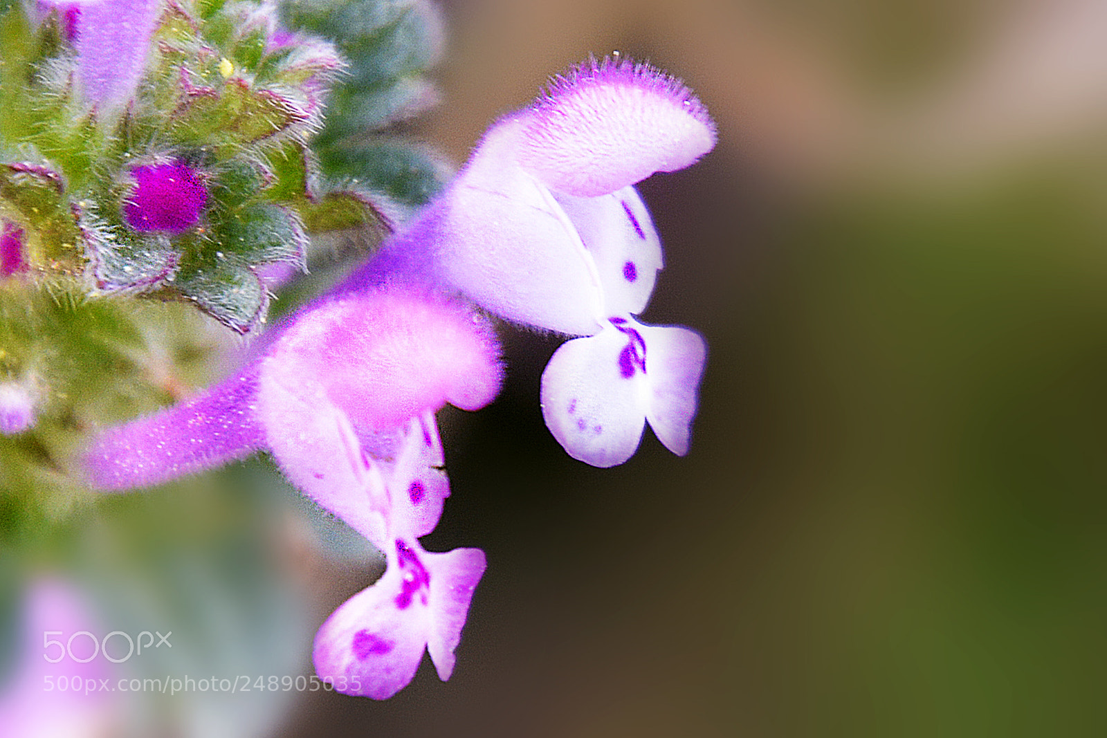 Nikon D5200 sample photo. Little flowers photography