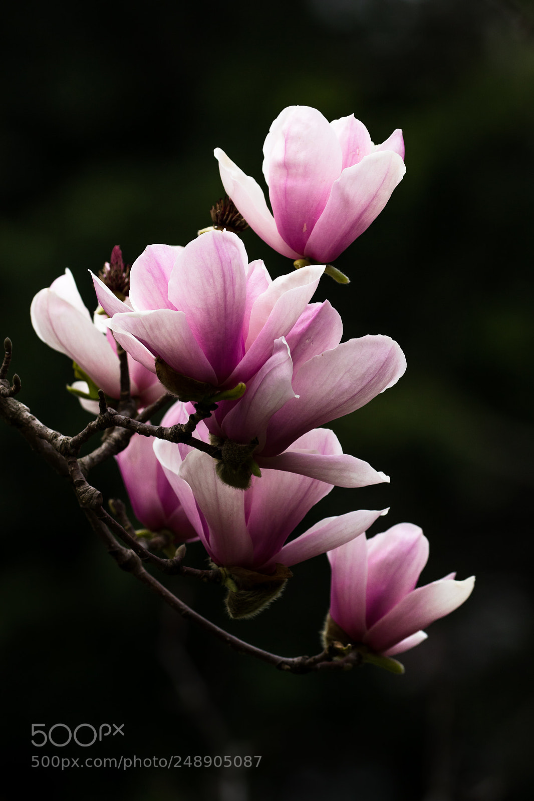 Canon EOS 7D Mark II sample photo. 玉堂春 photography