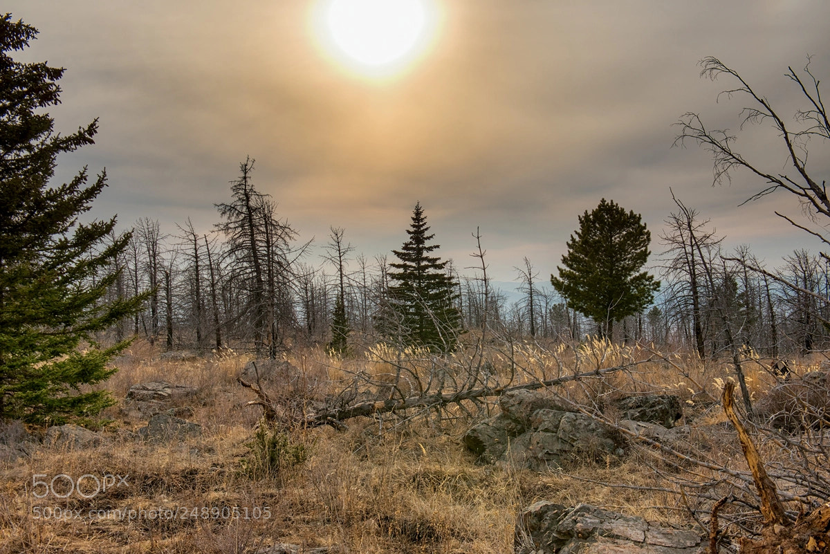 Nikon D800 sample photo. Spring evening sunset photography