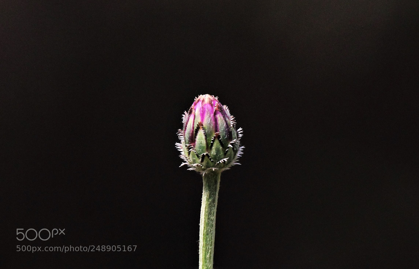 Canon EOS 550D (EOS Rebel T2i / EOS Kiss X4) sample photo. Spring bud photography
