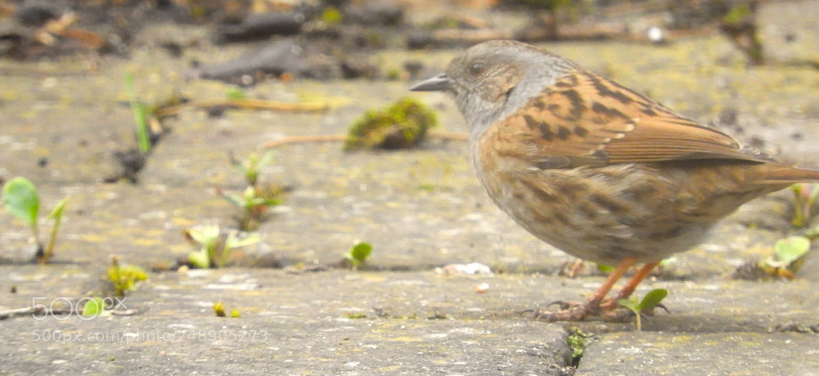 Nikon Coolpix B700 sample photo. Dunnock (prunella modularis) photography