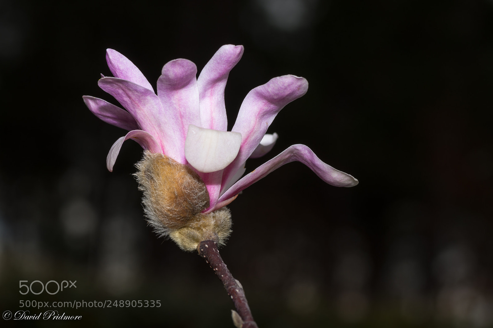 Nikon D7200 sample photo. Magnolia photography
