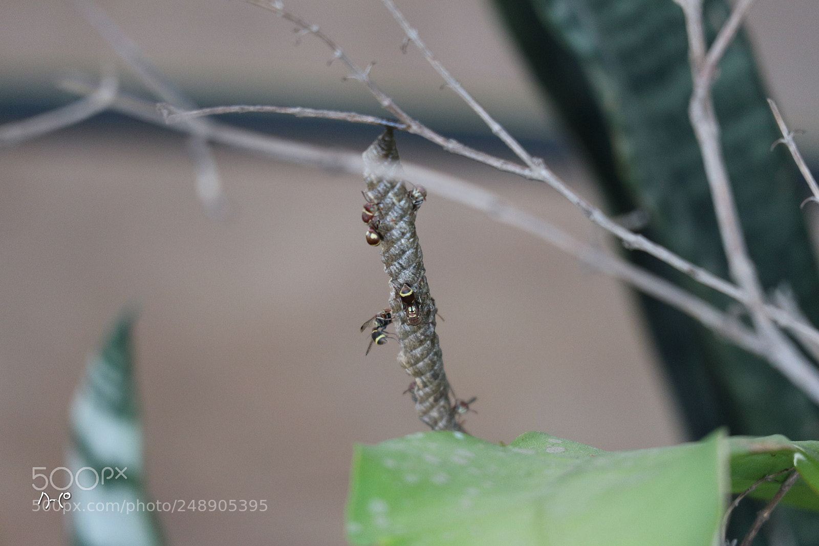 Canon EOS M10 sample photo. Mason bee nest photography