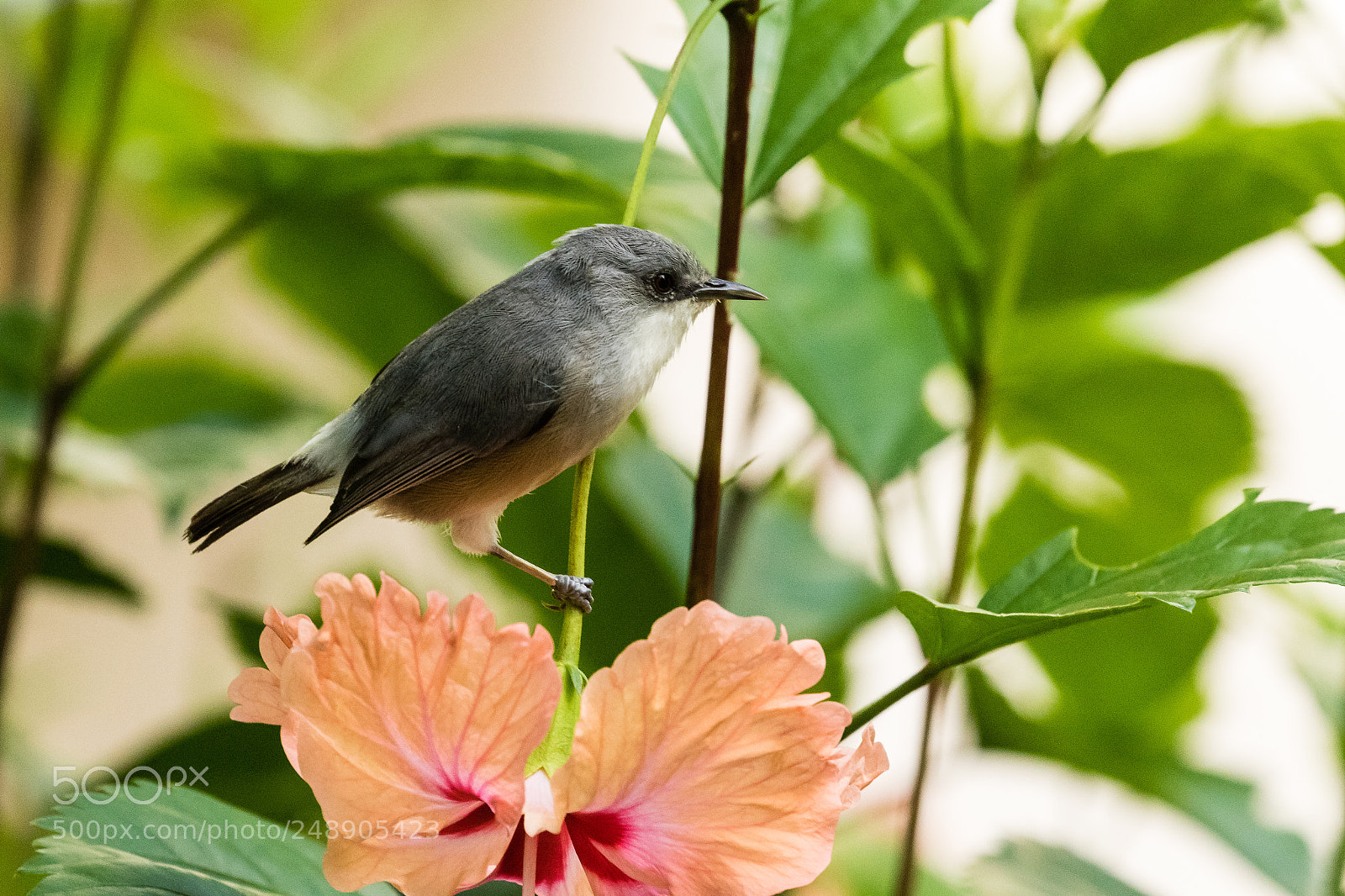 Canon EOS 7D Mark II sample photo. Mauritius grey white-eye photography