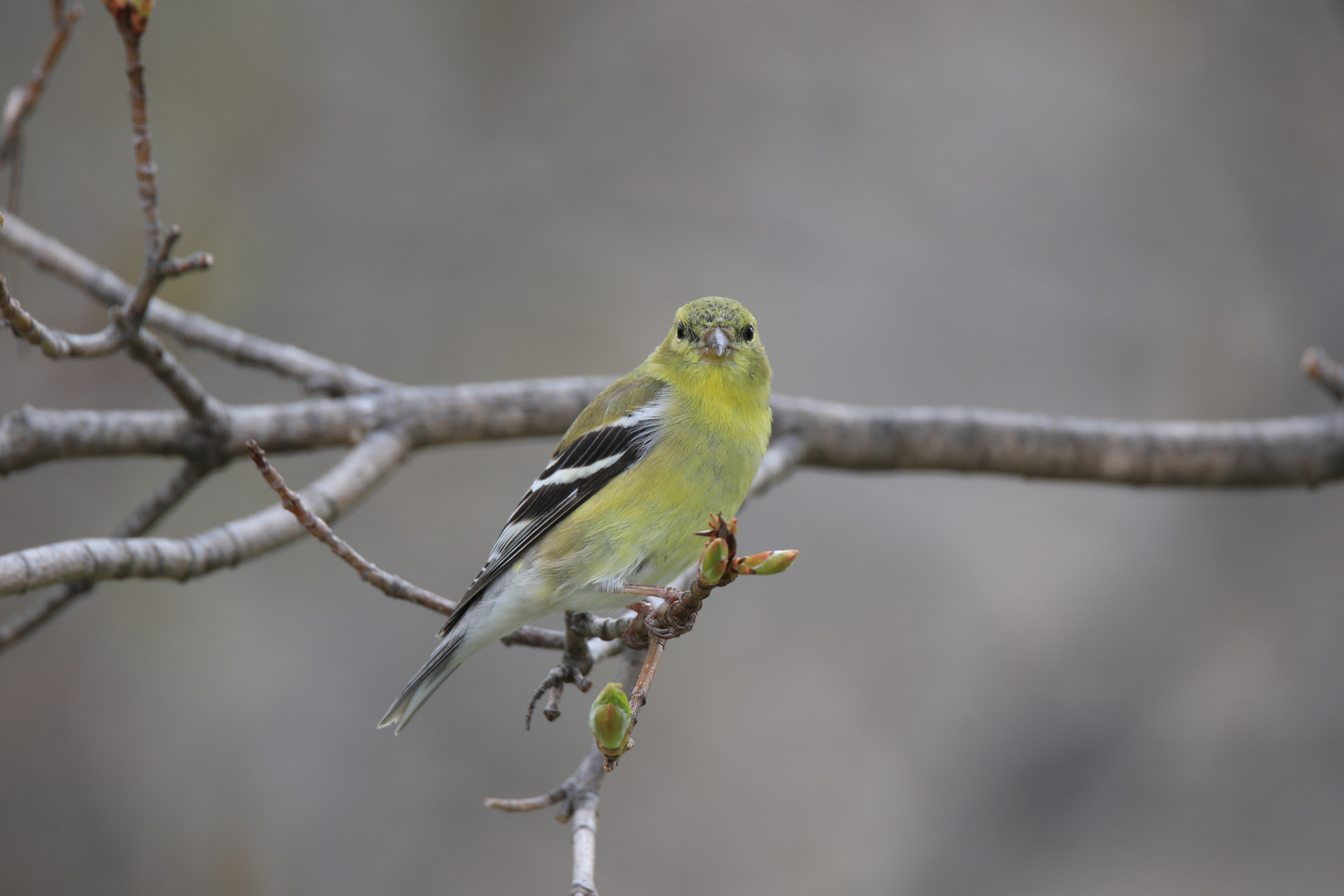 Canon EOS 7D Mark II sample photo