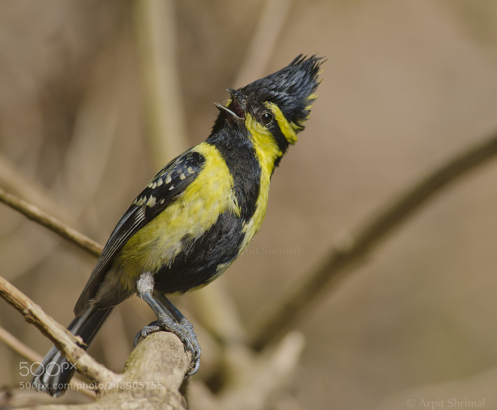 Nikon D7000 sample photo. Black-lored tit photography