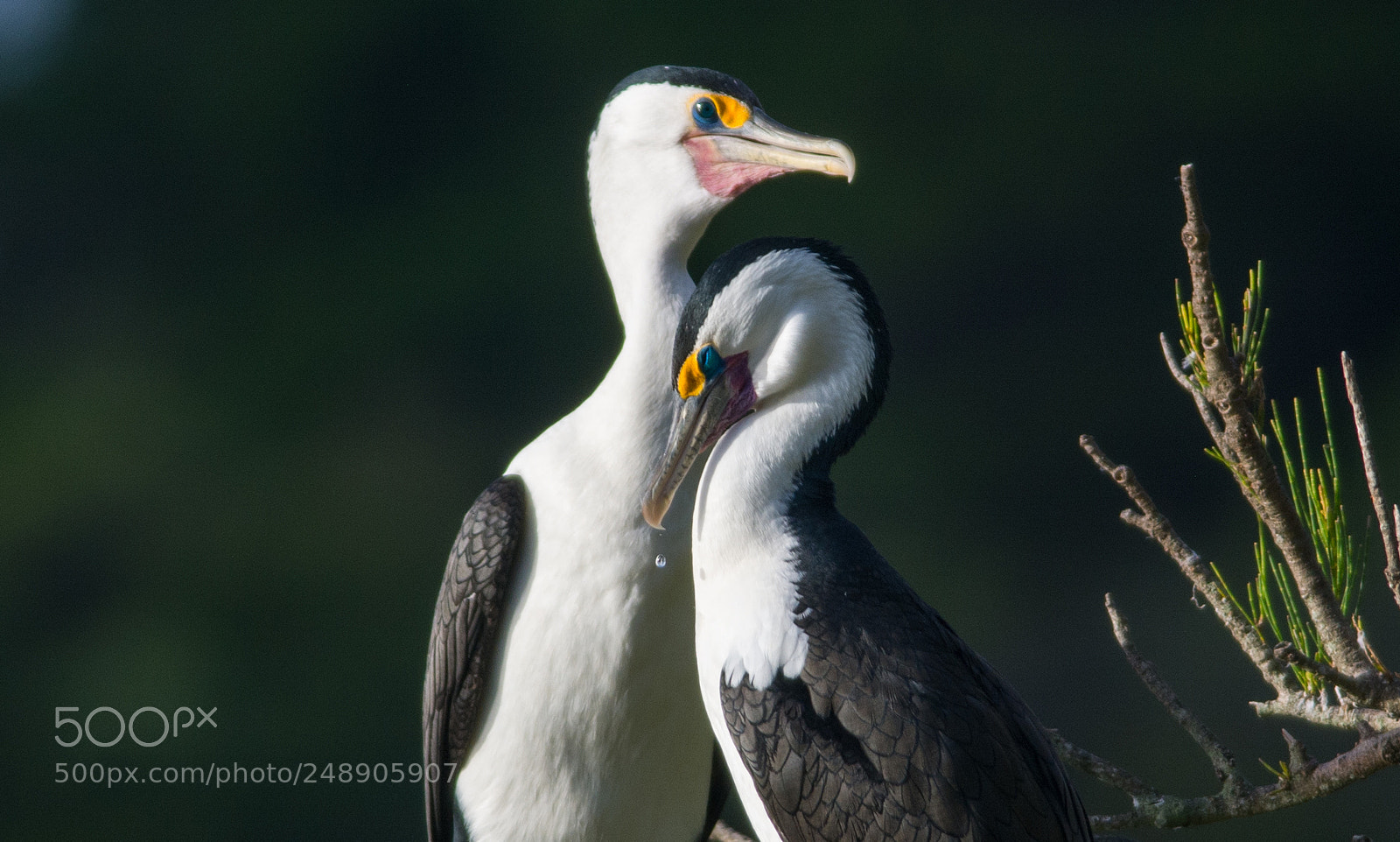 Nikon D7100 sample photo. Pied cormorants resting photography