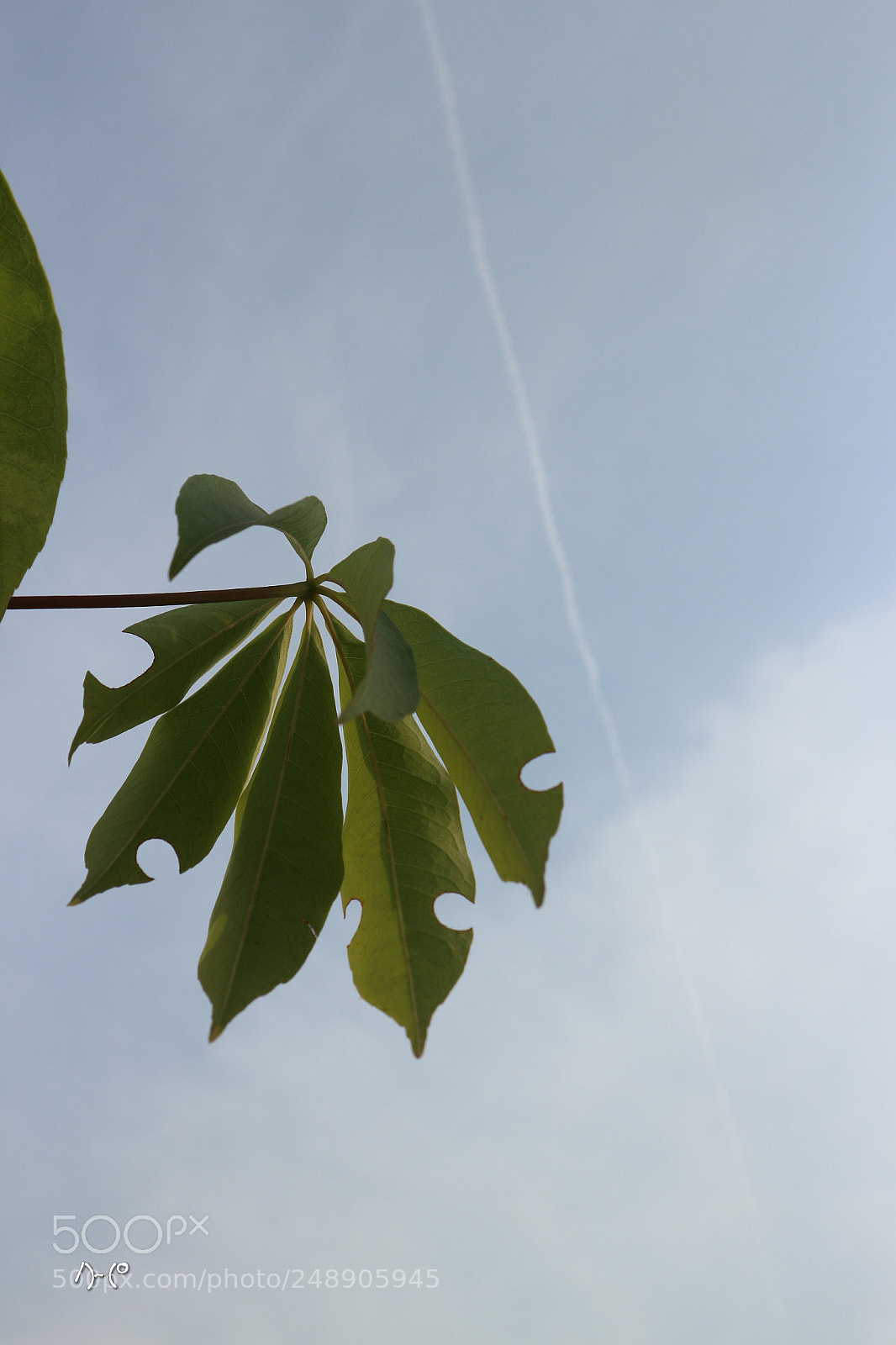 Canon EOS M10 sample photo. Two artists - bee photography