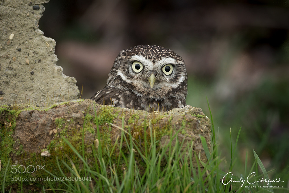 Canon EOS-1D X sample photo. Little owl photography