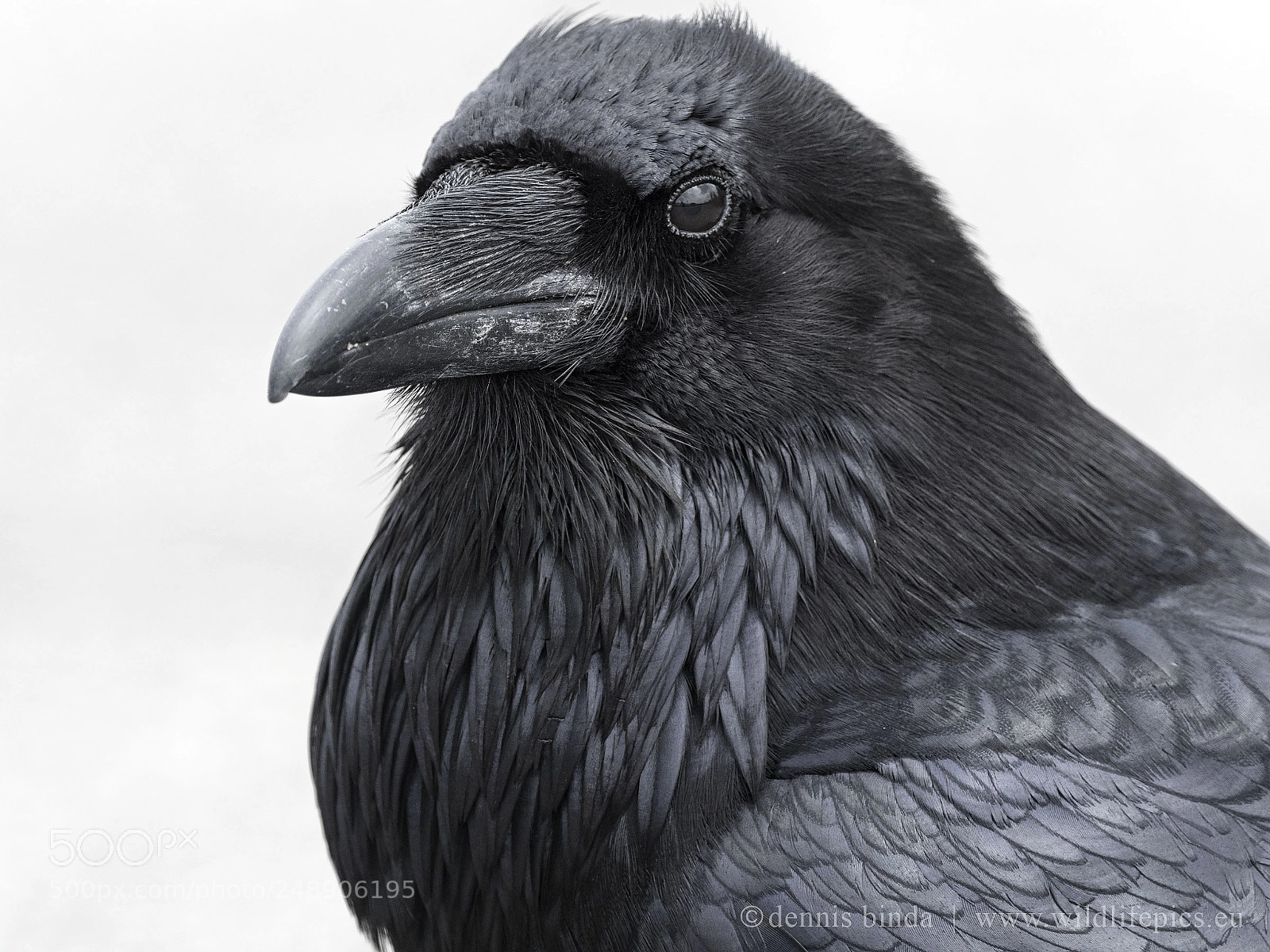Olympus OM-D E-M1 Mark II sample photo. Raven photography