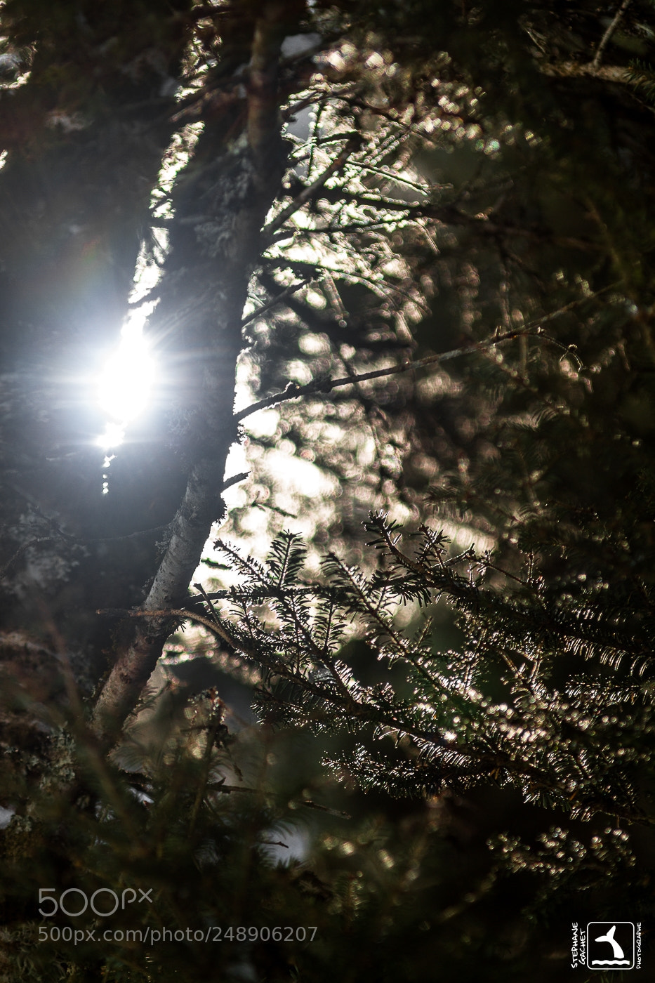 Canon EOS 7D sample photo. Lever de forêt photography