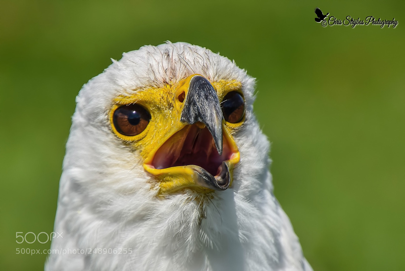 Nikon D5300 sample photo. Eagle photography