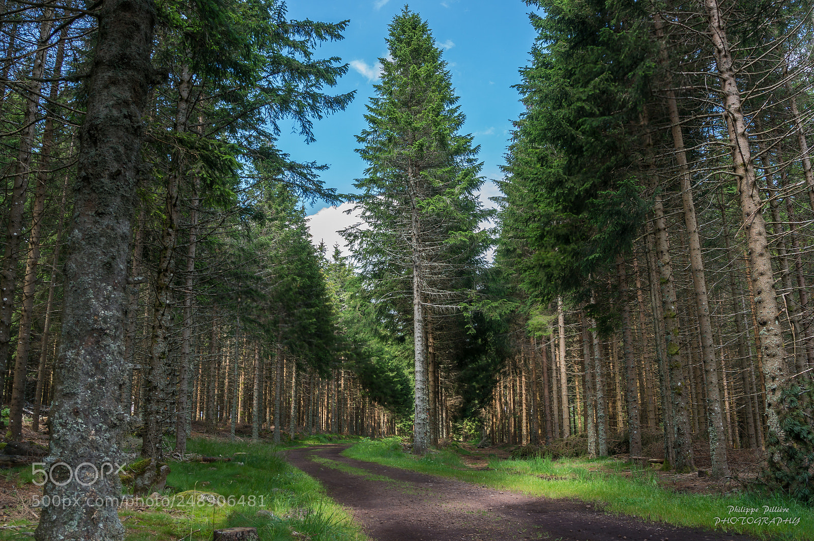 Sony Alpha NEX-5R sample photo. Bois de sapin lac photography