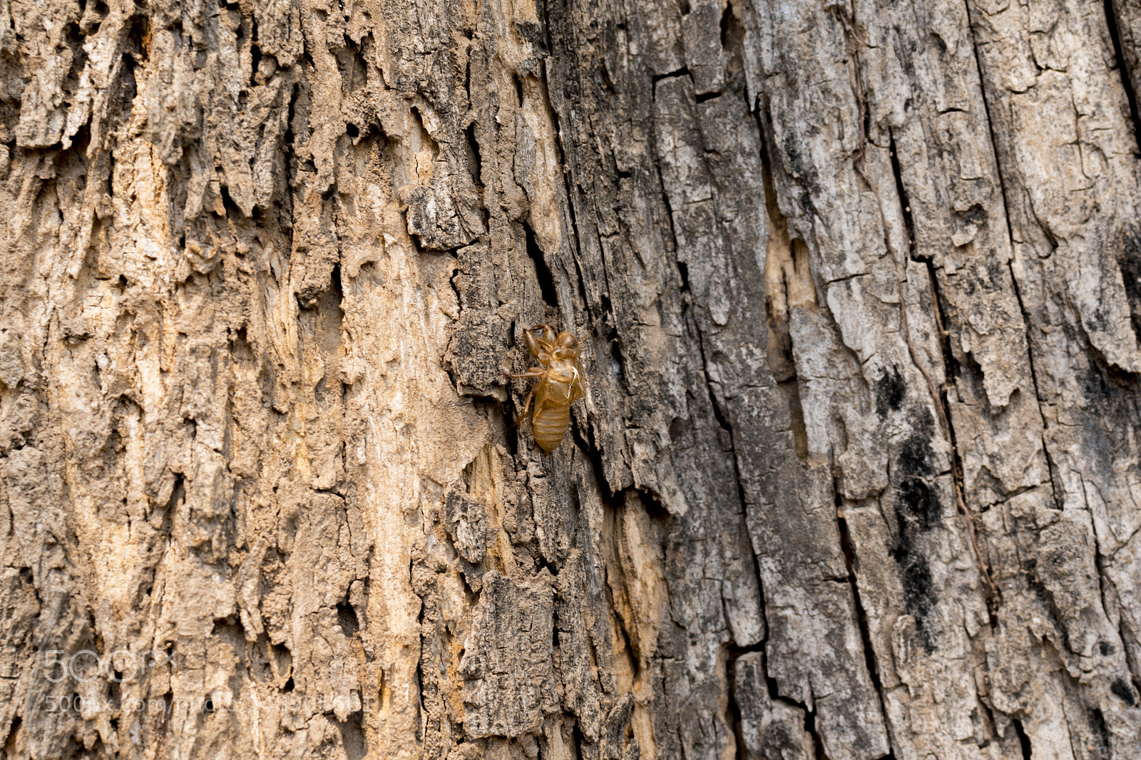 Nikon D5600 sample photo. Small thing photography