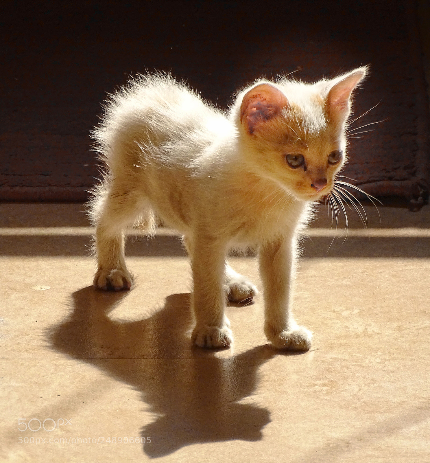 Sony Cyber-shot DSC-HX400V sample photo. Cat photography