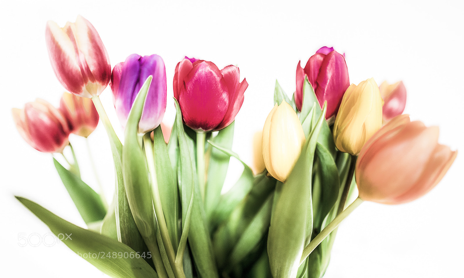 Leica Q (Typ 116) sample photo. Tulpen photography