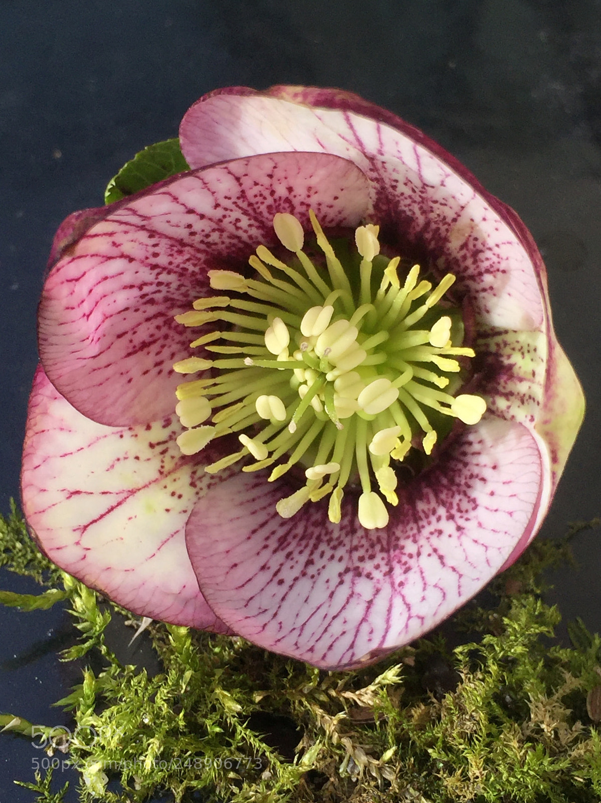 Apple iPhone 6 Plus sample photo. Moss & stamens photography