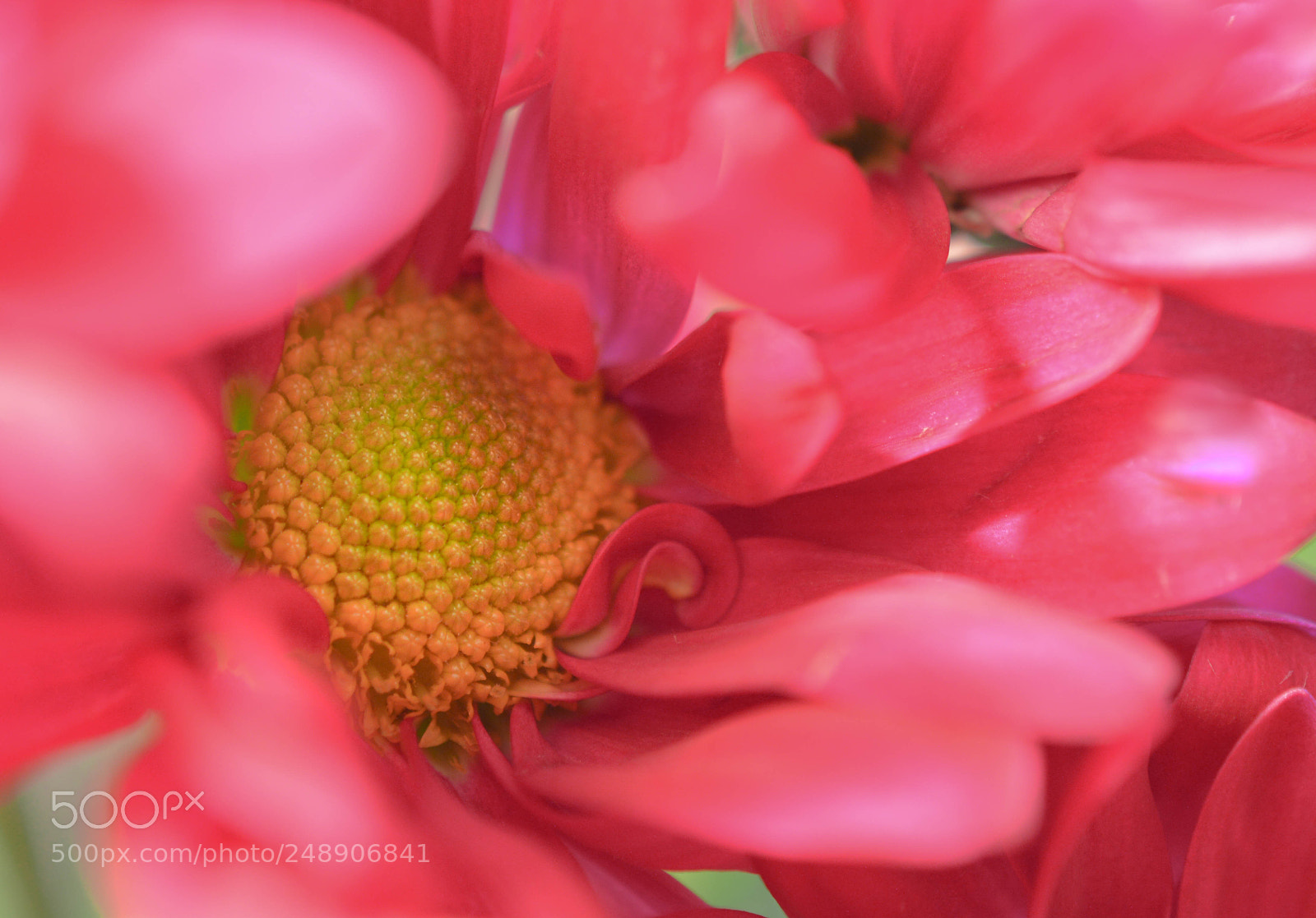 Nikon D3200 sample photo. Pink flower with yellow photography