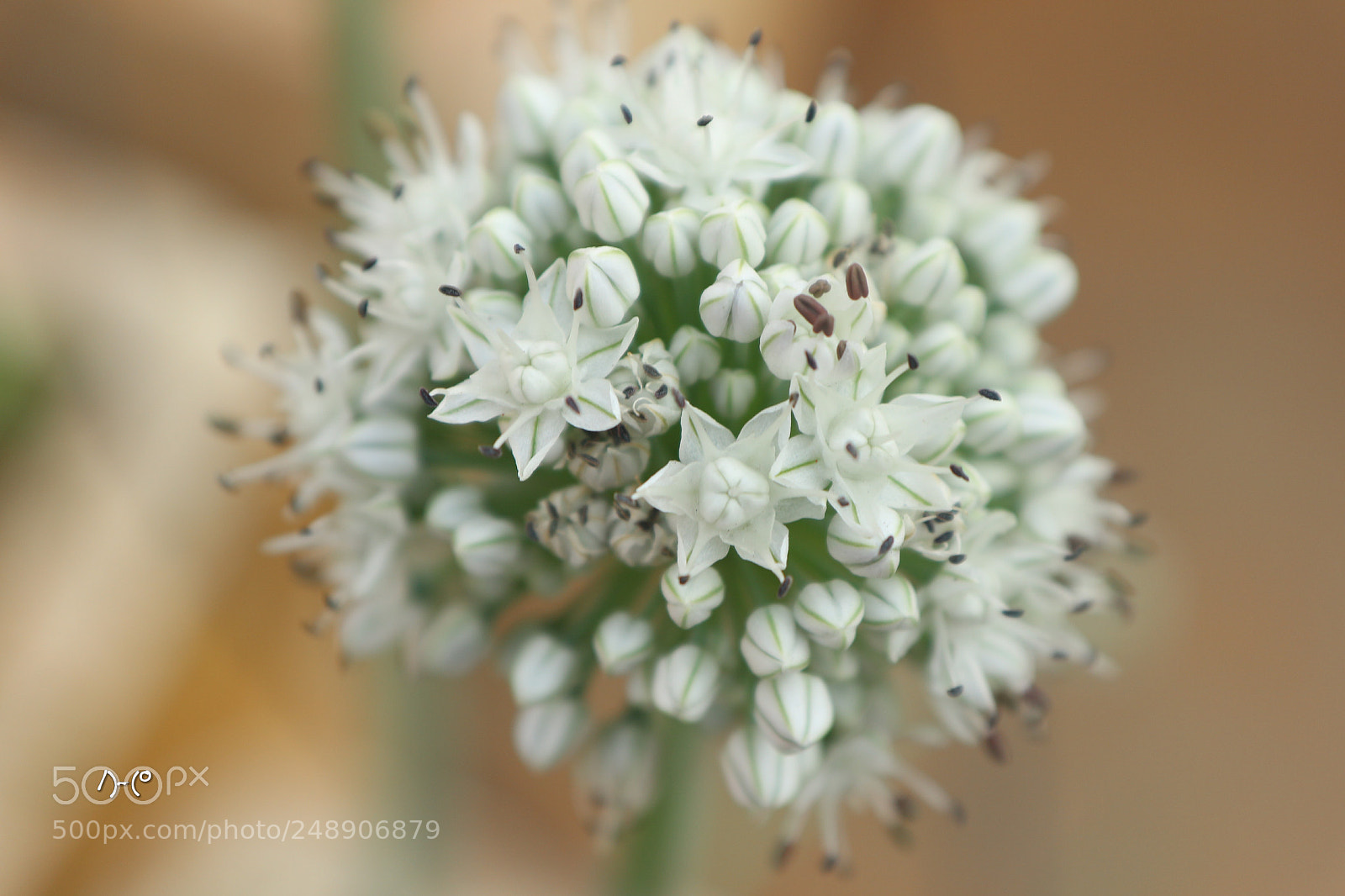 Canon EOS M10 sample photo. Onion flower photography