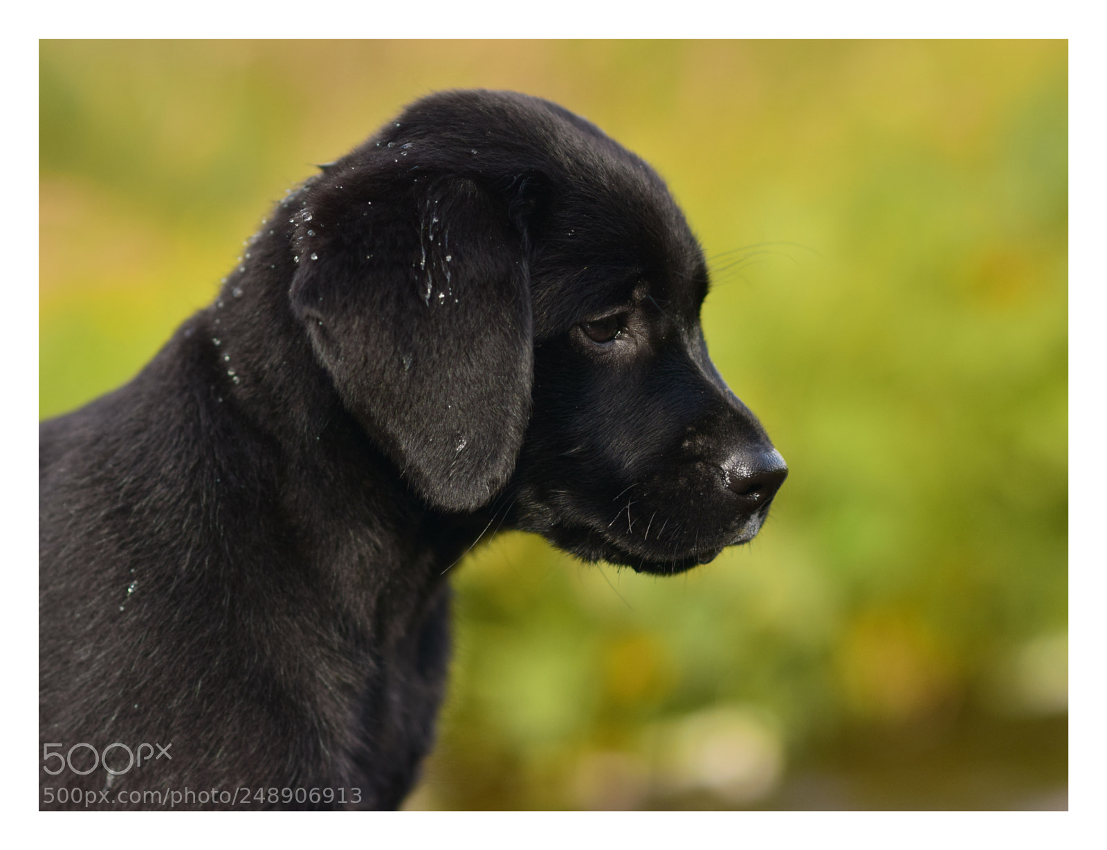 Nikon D3300 sample photo. Black labrador puppy photography