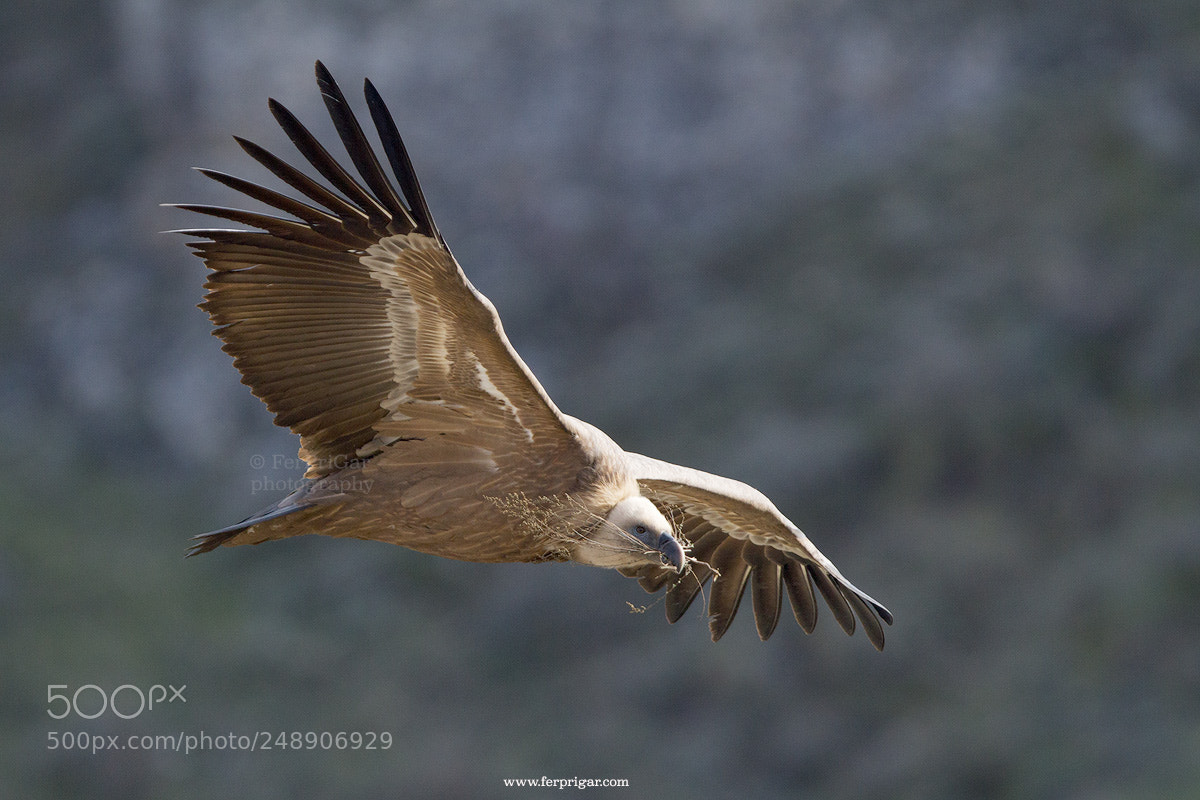 Canon EOS 7D sample photo. Building the nest photography