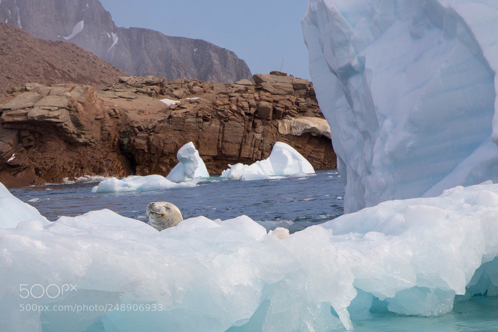 Canon EOS 7D Mark II sample photo. Hiding seal photography