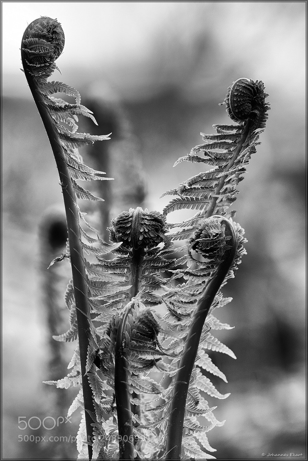 Sony a7 sample photo. Die versammlung photography