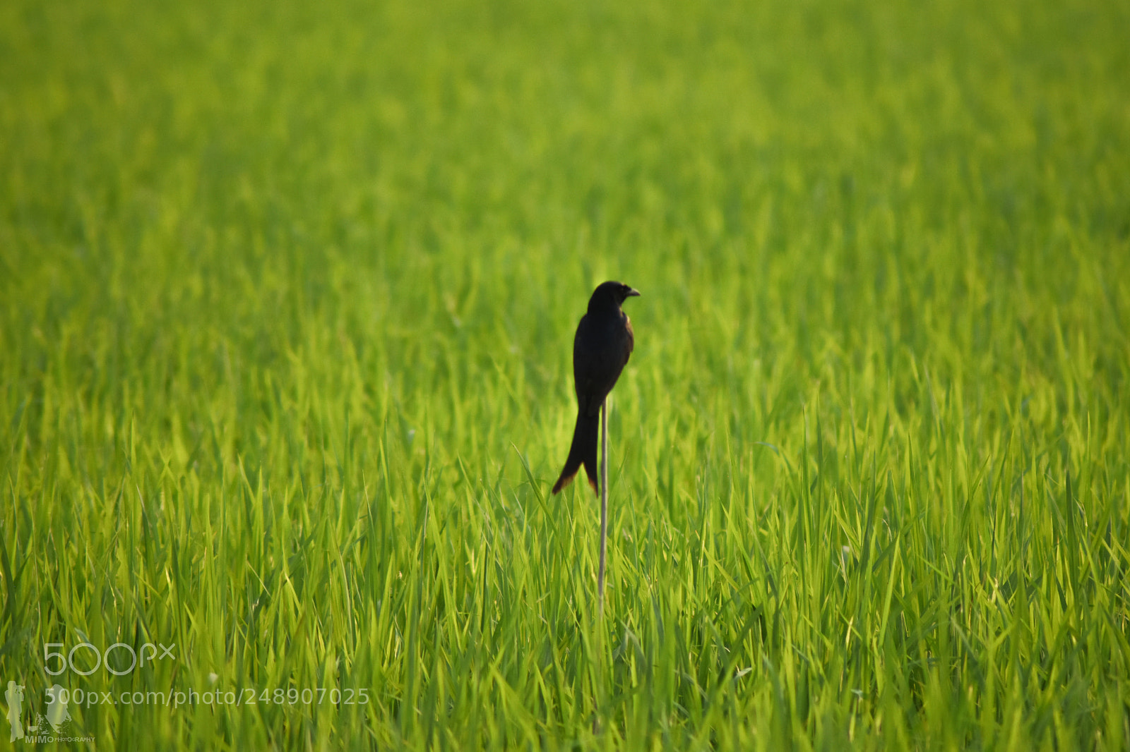 Nikon D7200 sample photo. " black dragon " photography